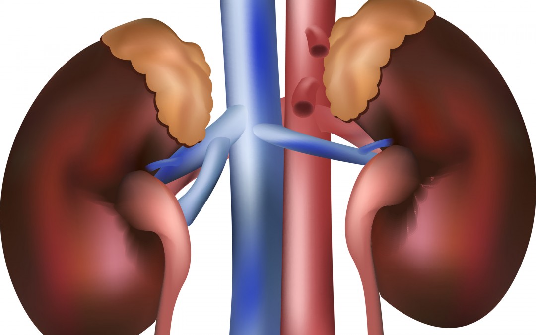 Learn More About Kidney Failure and Treatment