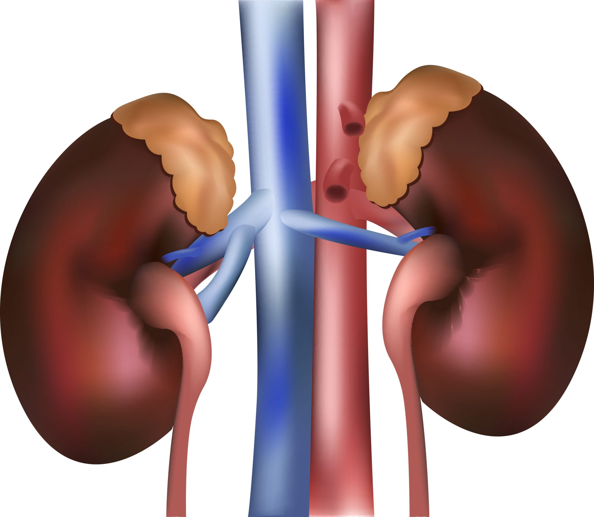 Learn More About Kidney Failure and Treatment