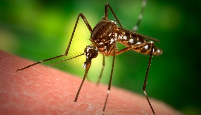 How To Prevent Mosquito Bites Naturally